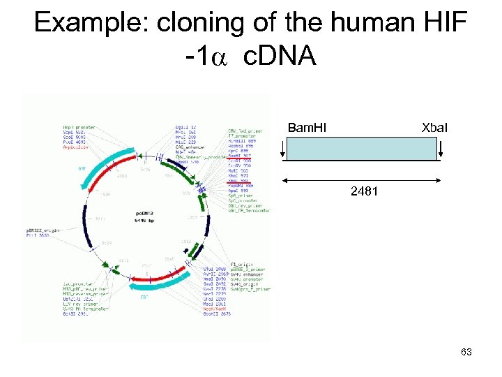 Example: cloning of the human HIF -1 a c. DNA Bam. HI Xba. I