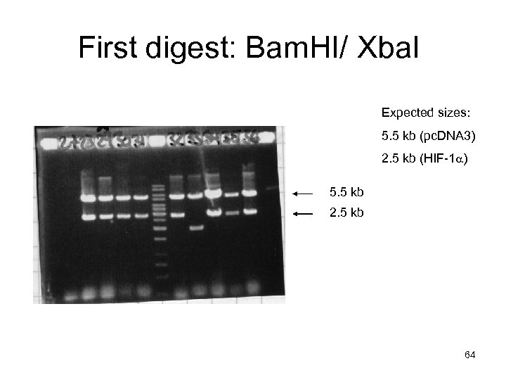 First digest: Bam. HI/ Xba. I Expected sizes: 5. 5 kb (pc. DNA 3)