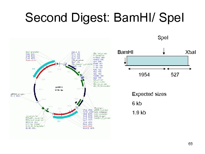 Second Digest: Bam. HI/ Spe. I Bam. HI Xba. I 1954 527 Expected sizes