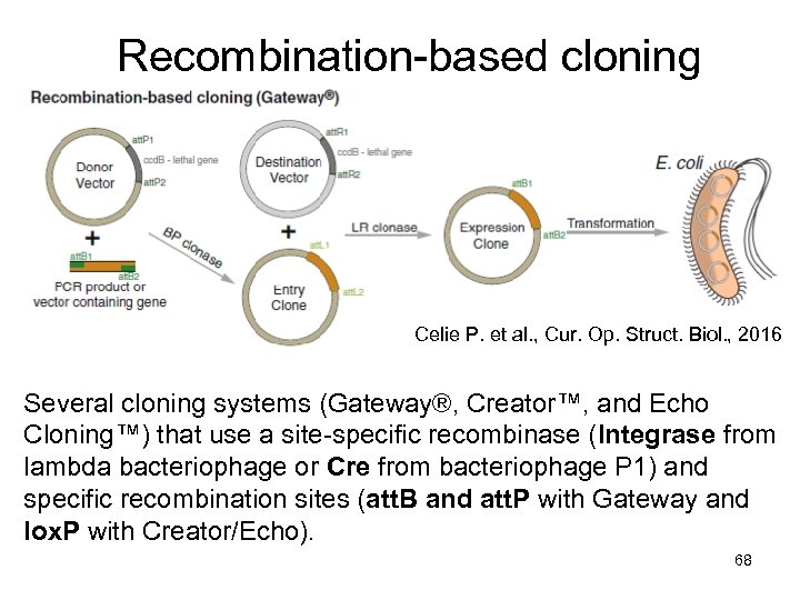 Molecular Biology II Molecular Cloning And Mouse Knockout