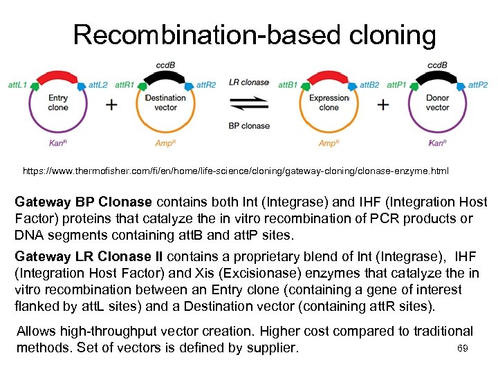 Molecular Biology II Molecular Cloning And Mouse Knockout