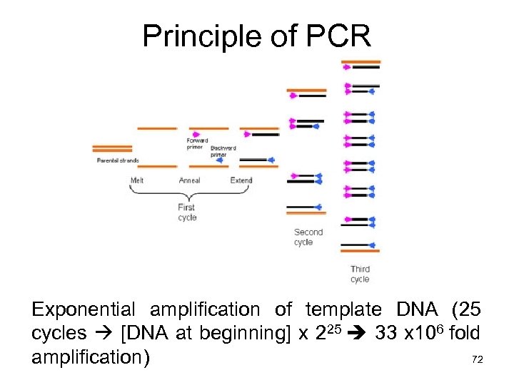 Principle of PCR Exponential amplification of template DNA (25 cycles [DNA at beginning] x