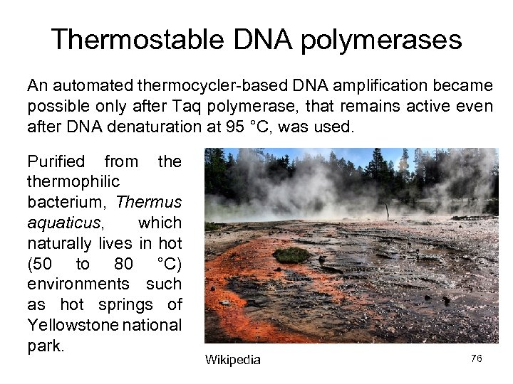 Thermostable DNA polymerases An automated thermocycler-based DNA amplification became possible only after Taq polymerase,