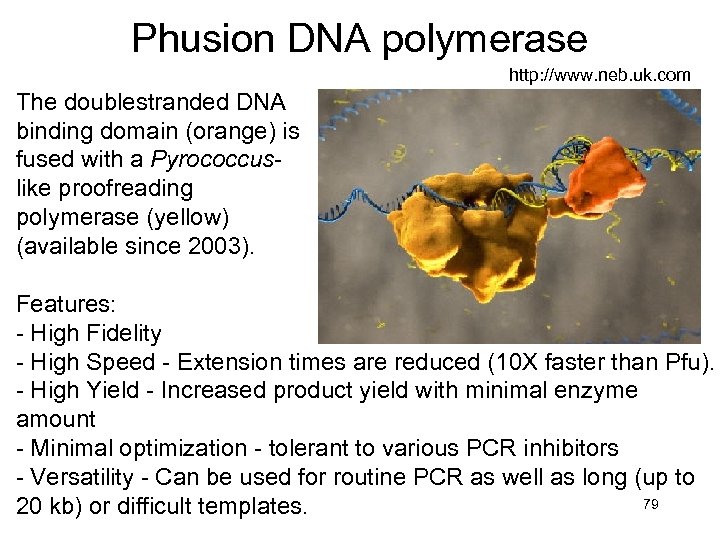 Phusion DNA polymerase http: //www. neb. uk. com The doublestranded DNA binding domain (orange)