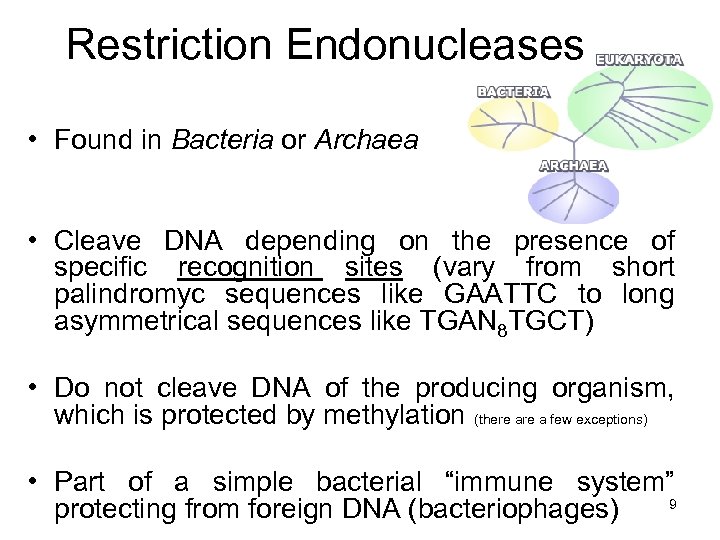 Restriction Endonucleases • Found in Bacteria or Archaea • Cleave DNA depending on the