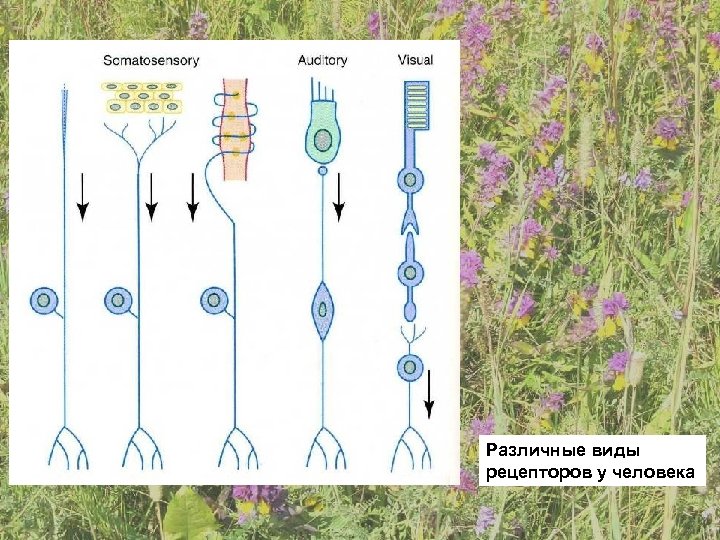 Различные виды рецепторов у человека 