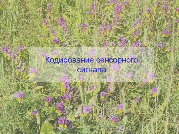 Кодирование сенсорного сигнала 