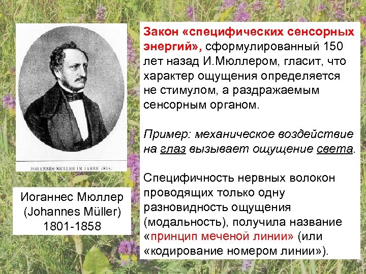 Закон «специфических сенсорных энергий» , сформулированный 150 лет назад И. Мюллером, гласит, что характер