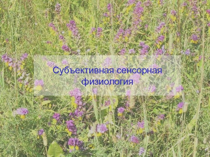 Субъективная сенсорная физиология 