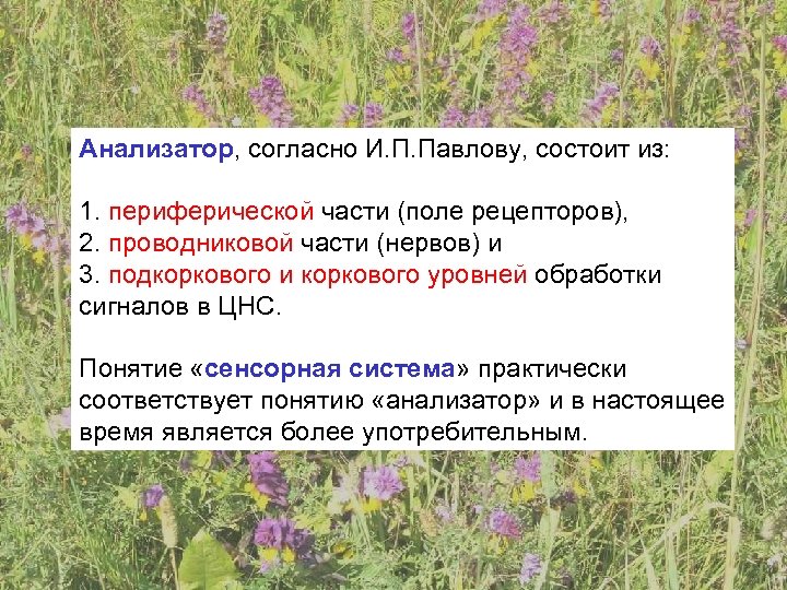 Анализатор, согласно И. П. Павлову, состоит из: 1. периферической части (поле рецепторов), 2. проводниковой