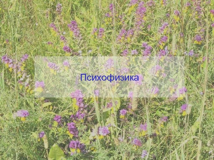 Психофизика 