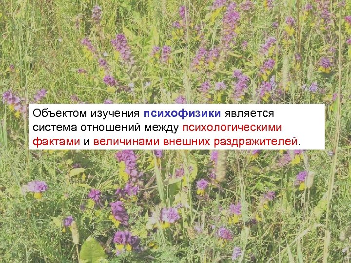 Объектом изучения психофизики является система отношений между психологическими фактами и величинами внешних раздражителей. 