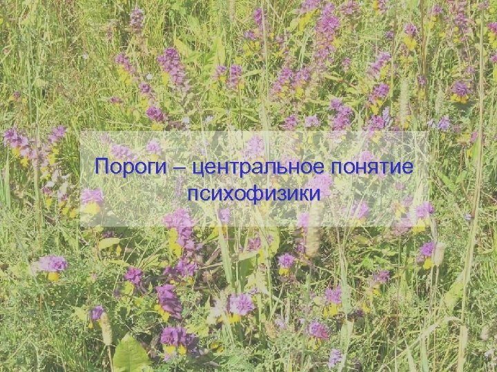 Пороги – центральное понятие психофизики 