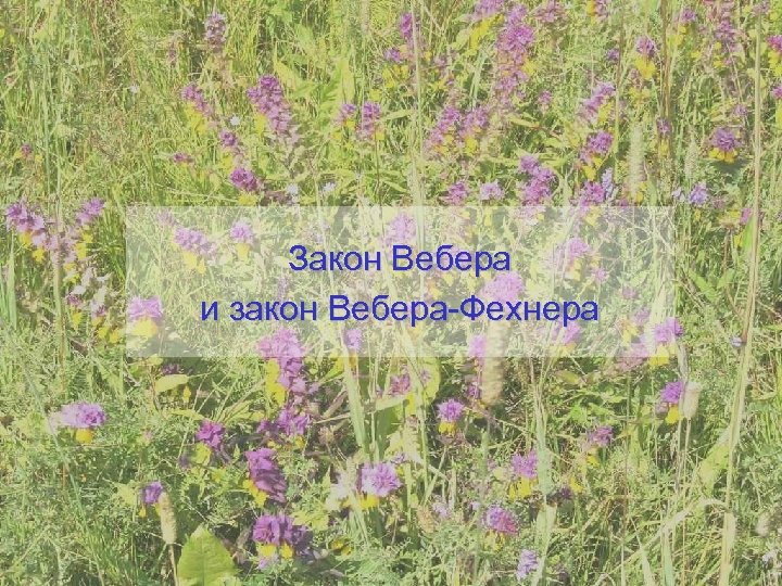 Закон Вебера и закон Вебера-Фехнера 