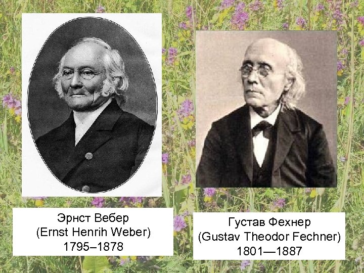 Эрнст Вебер (Ernst Henrih Weber) 1795– 1878 Густав Фехнер (Gustav Theodor Fechner) 1801— 1887