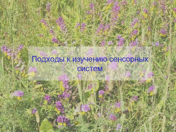 Подходы к изучению сенсорных систем 
