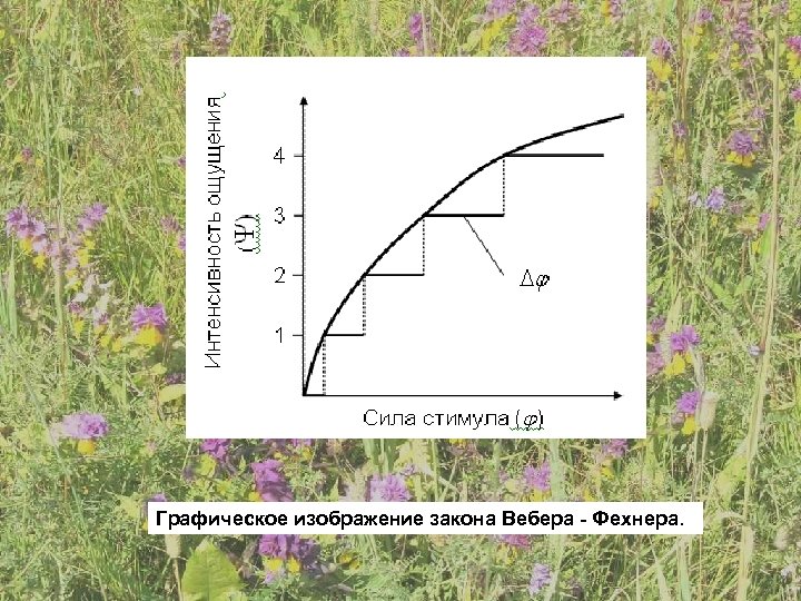 Графическое изображение закона Вебера - Фехнера. 