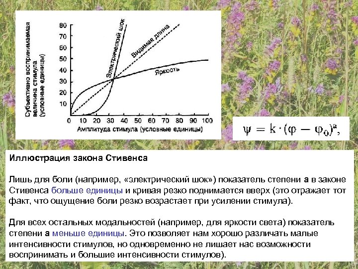 Иллюстрация закона Стивенса Лишь для боли (например, «электрический шок» ) показатель степени а в
