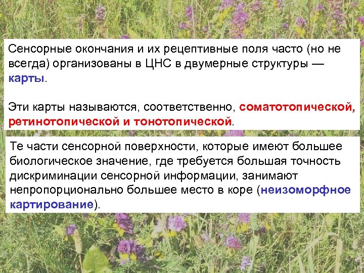 Сенсорные окончания и их рецептивные поля часто (но не всегда) организованы в ЦНС в