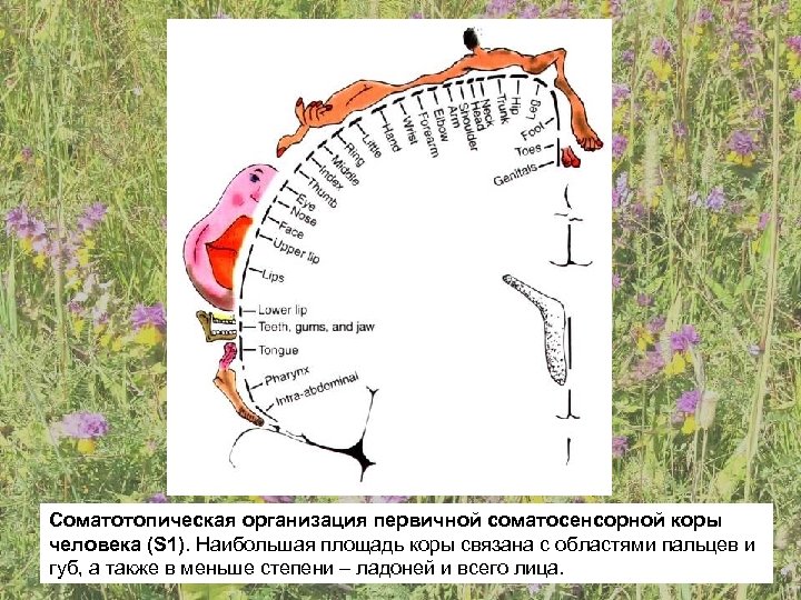 Соматотопическая организация первичной соматосенсорной коры человека (S 1). Наибольшая площадь коры связана с областями