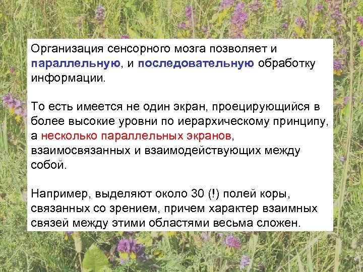 Организация сенсорного мозга позволяет и параллельную, и последовательную обработку информации. То есть имеется не