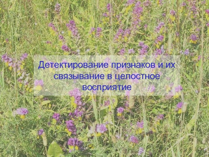 Детектирование признаков и их связывание в целостное восприятие 