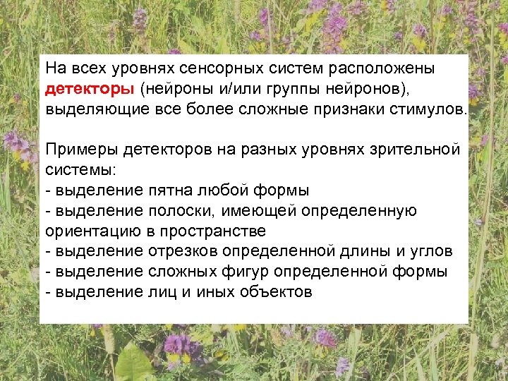 На всех уровнях сенсорных систем расположены детекторы (нейроны и/или группы нейронов), выделяющие все более