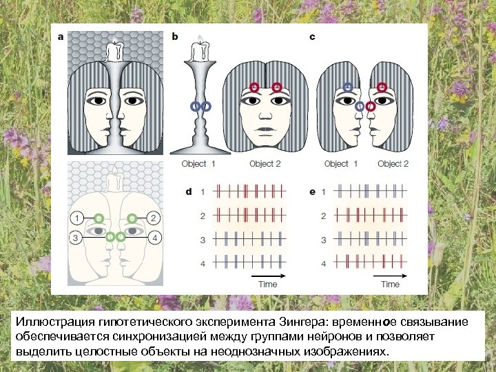 Иллюстрация гипотетического эксперимента Зингера: временное связывание обеспечивается синхронизацией между группами нейронов и позволяет выделить