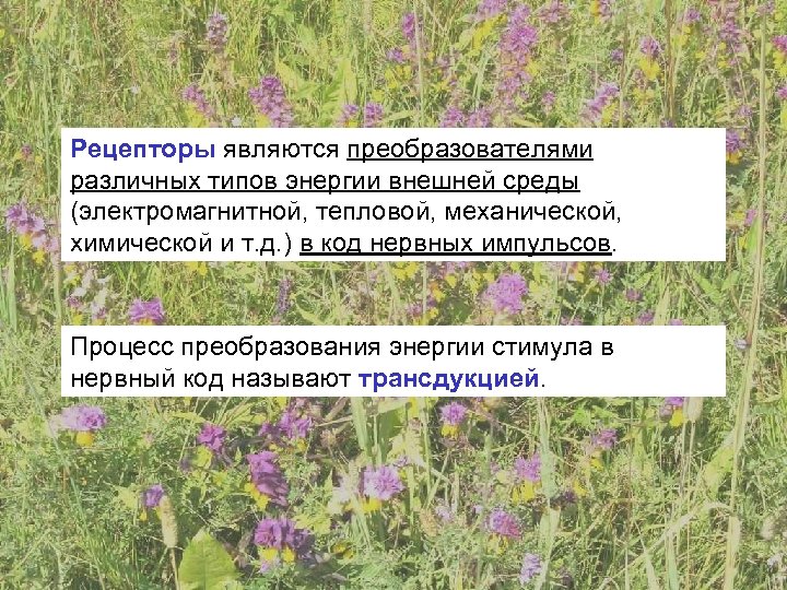Рецепторы являются преобразователями различных типов энергии внешней среды (электромагнитной, тепловой, механической, химической и т.