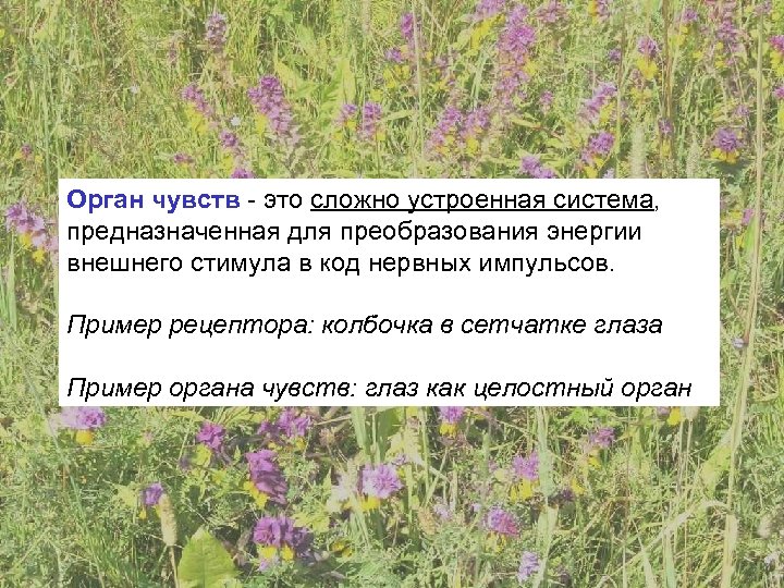 Орган чувств - это сложно устроенная система, предназначенная для преобразования энергии внешнего стимула в