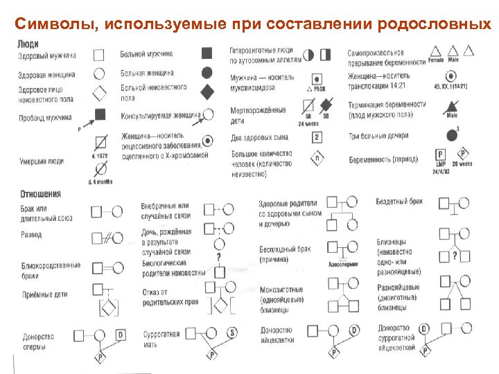 Символы, используемые при составлении родословных 