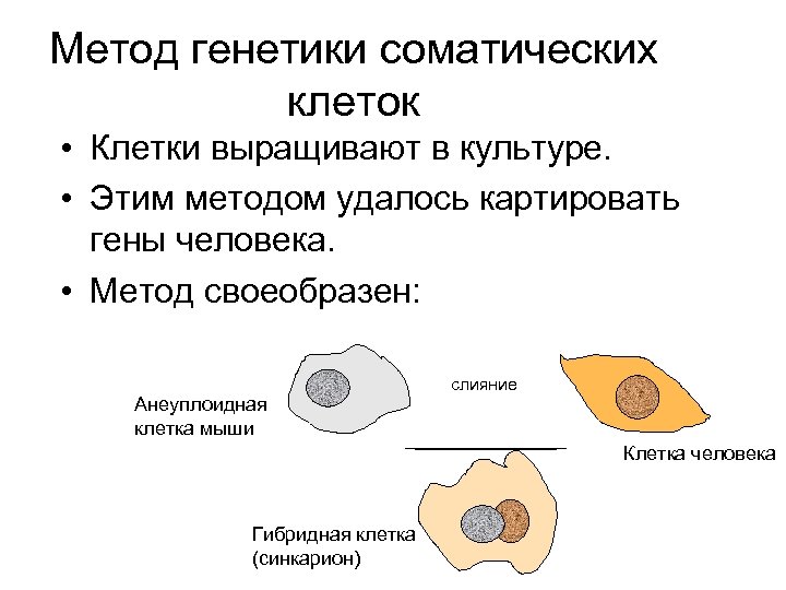 Метод генетики соматических клеток • Клетки выращивают в культуре. • Этим методом удалось картировать