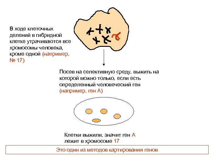 В ходе клеточных делений в гибридной клетке утрачиваются все хромосомы человека, кроме одной (например,