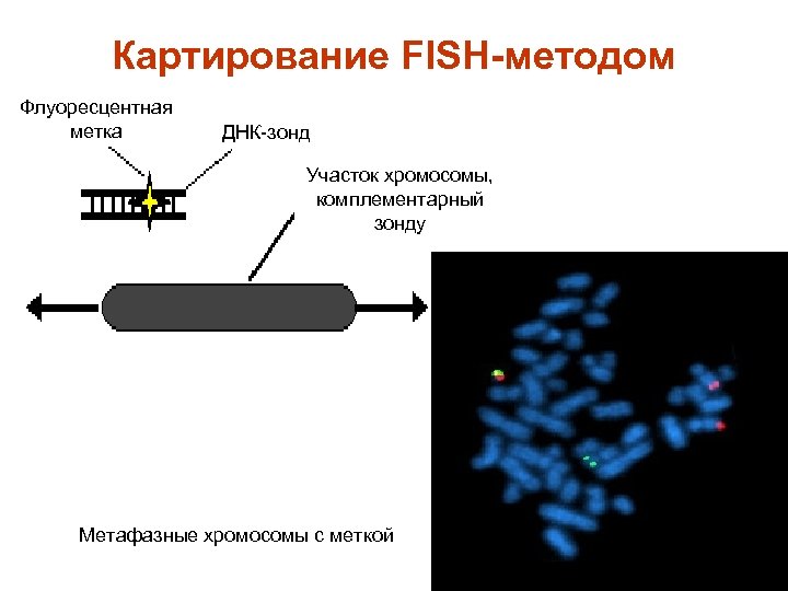Картирование FISH-методом Флуоресцентная метка ДНК-зонд Участок хромосомы, комплементарный зонду Метафазные хромосомы с меткой 