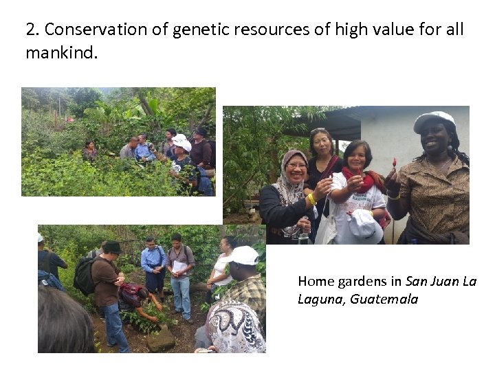2. Conservation of genetic resources of high value for all mankind. Home gardens in