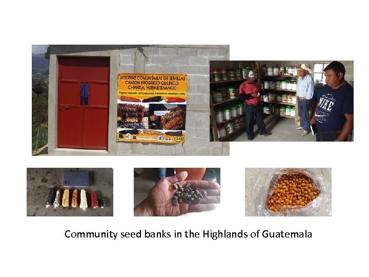 Community seed banks in the Highlands of Guatemala 