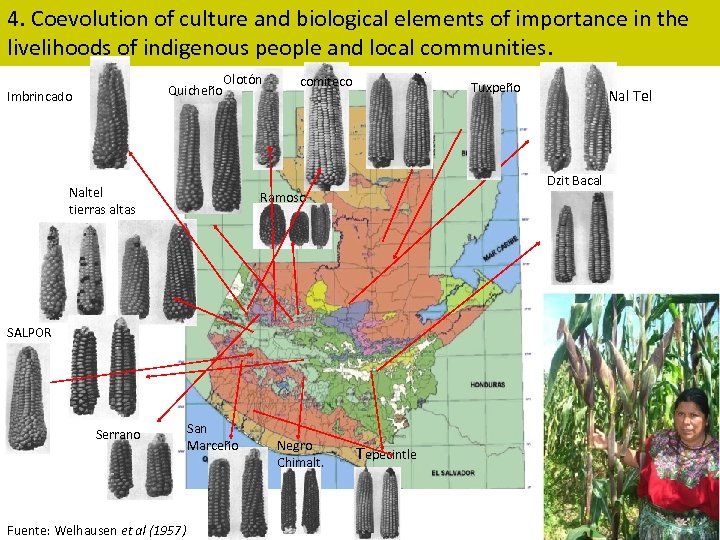 4. Coevolution of culture and biological elements of importance in the livelihoods of indigenous