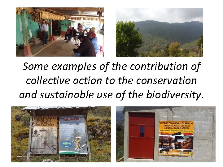 Some examples of the contribution of collective action to the conservation and sustainable use