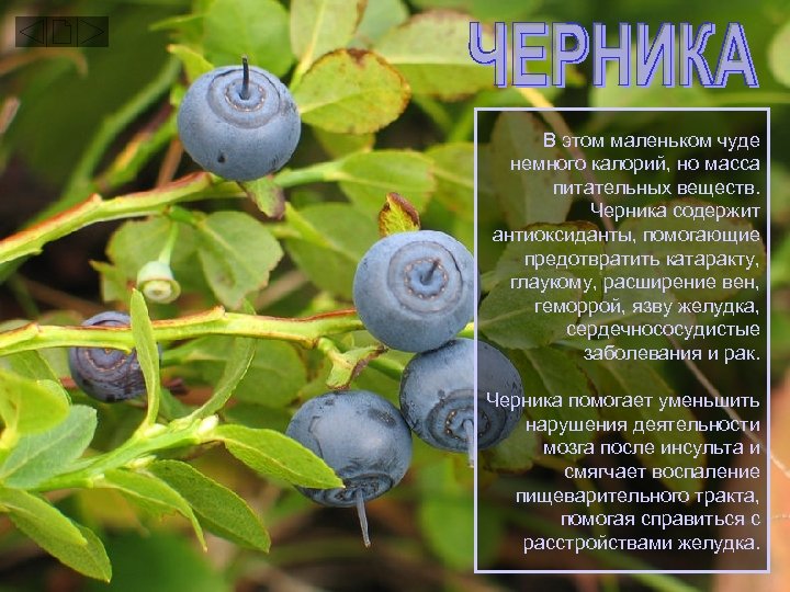 В этом маленьком чуде немного калорий, но масса питательных веществ. Черника содержит антиоксиданты, помогающие