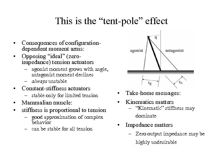 This is the “tent-pole” effect • Consequences of configurationdependent moment arms: • Opposing “ideal”