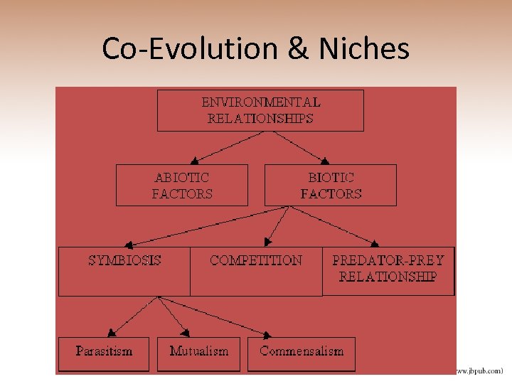 Co-Evolution & Niches 
