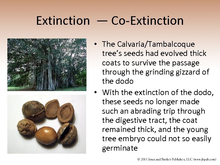 Extinction — Co-Extinction • The Calvaria/Tambalcoque tree’s seeds had evolved thick coats to survive
