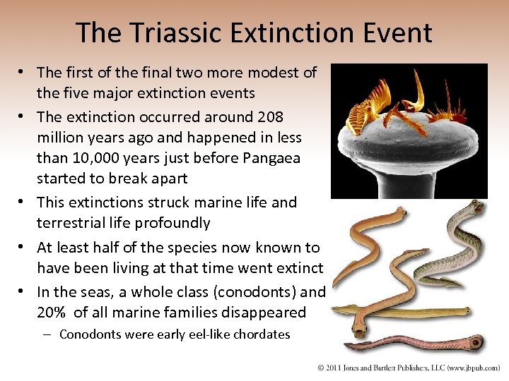 The Triassic Extinction Event • The first of the final two more modest of