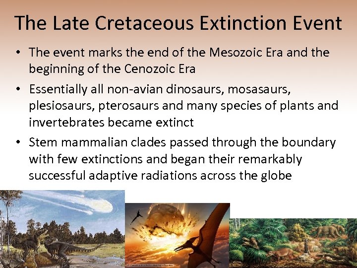 The Late Cretaceous Extinction Event • The event marks the end of the Mesozoic