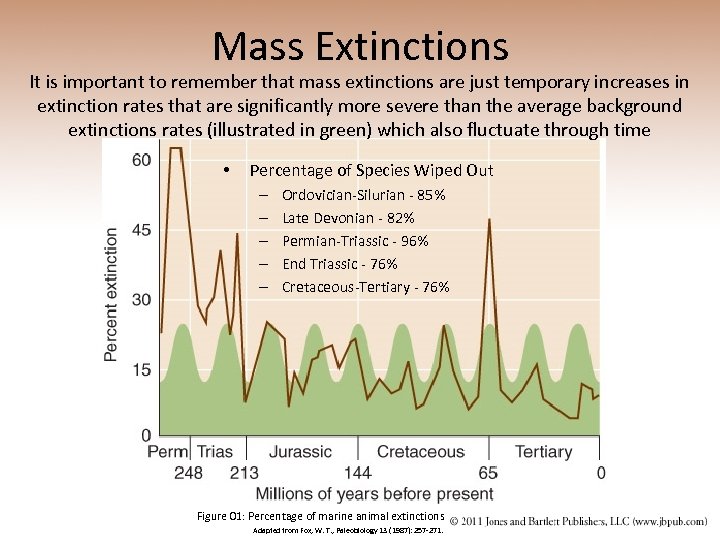 Mass Extinctions It is important to remember that mass extinctions are just temporary increases