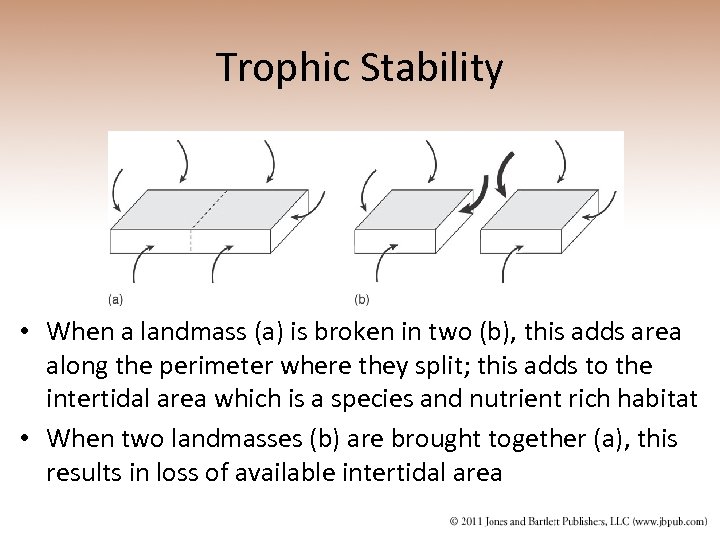 Trophic Stability • When a landmass (a) is broken in two (b), this adds