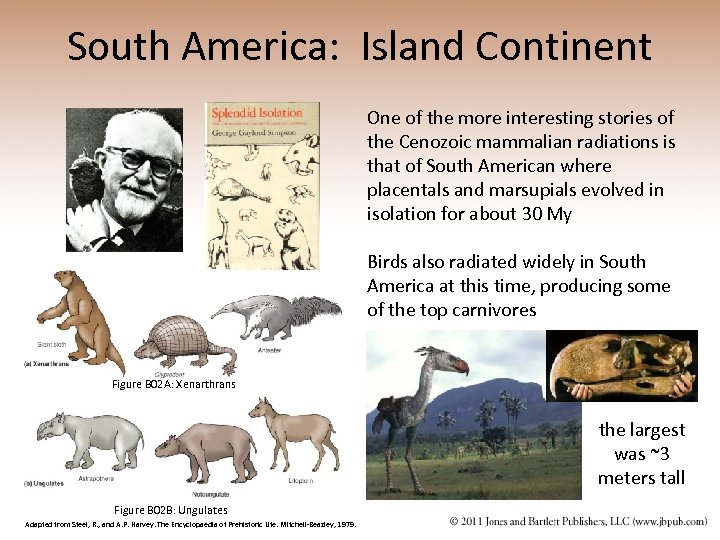 South America: Island Continent One of the more interesting stories of the Cenozoic mammalian