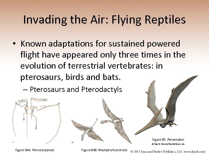 Invading the Air: Flying Reptiles • Known adaptations for sustained powered flight have appeared