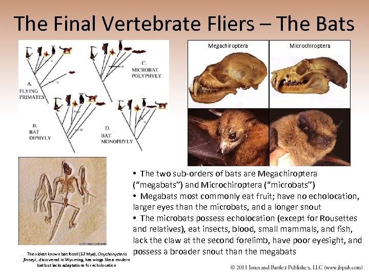 The Final Vertebrate Fliers – The Bats Megachiroptera The oldest known bat fossil (53