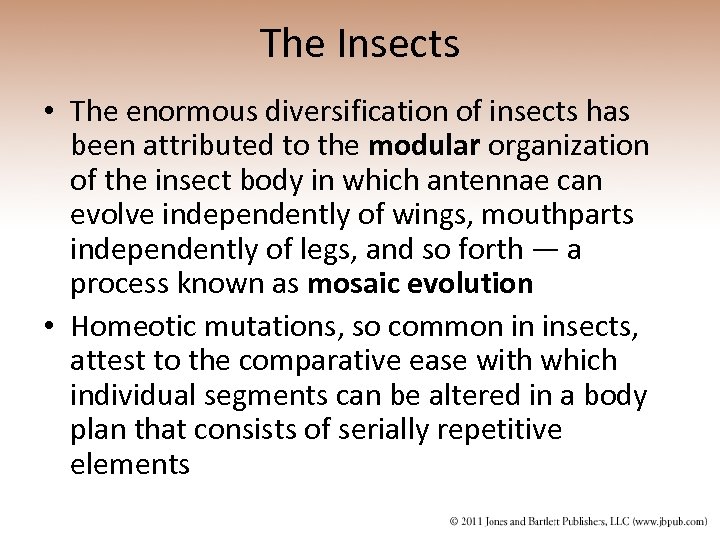 The Insects • The enormous diversification of insects has been attributed to the modular